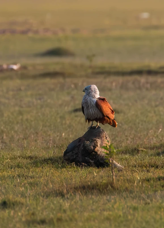 Brahminy Kite