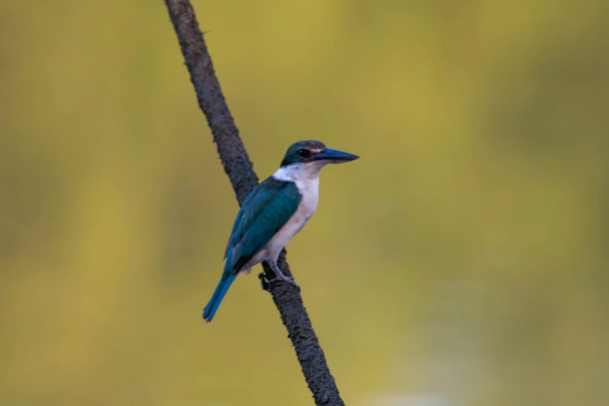Collared Kingfisher