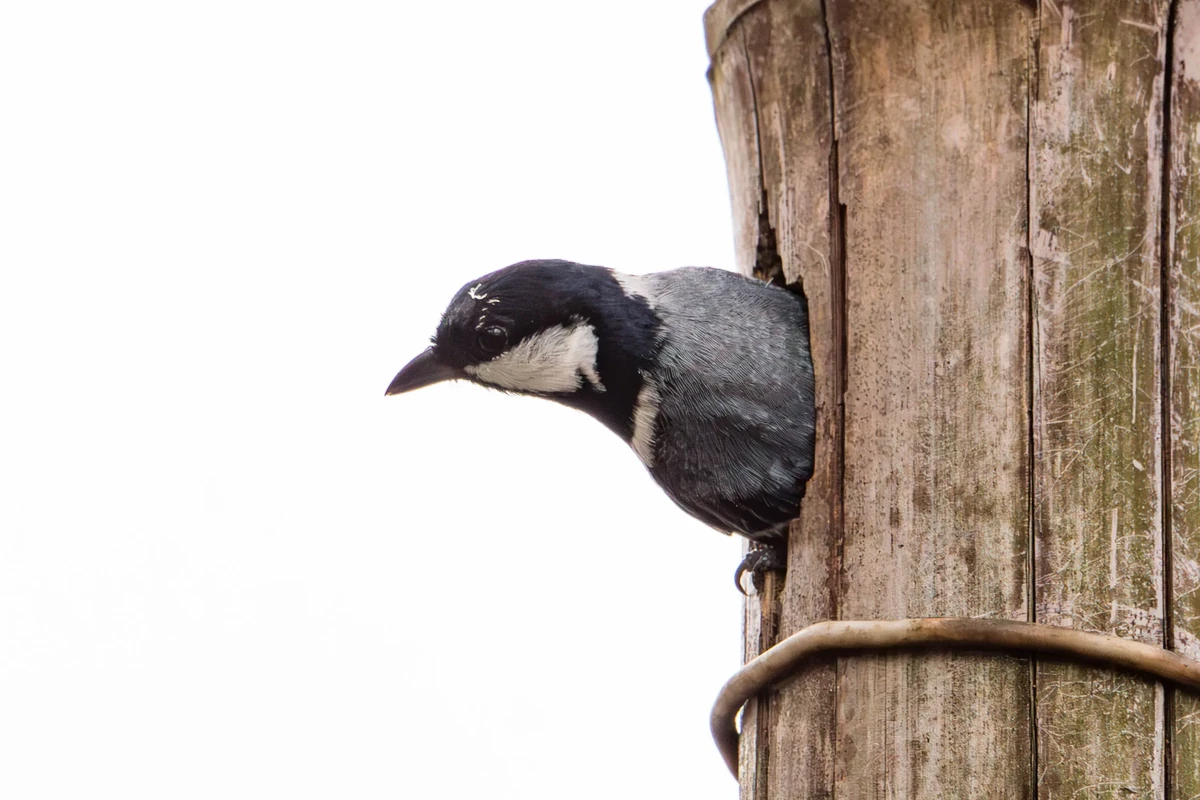 Cinereous Tit
