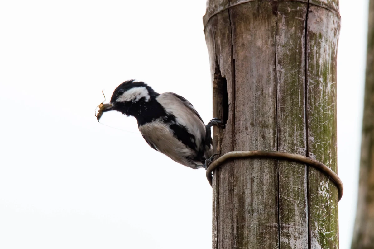 Cinereous Tit