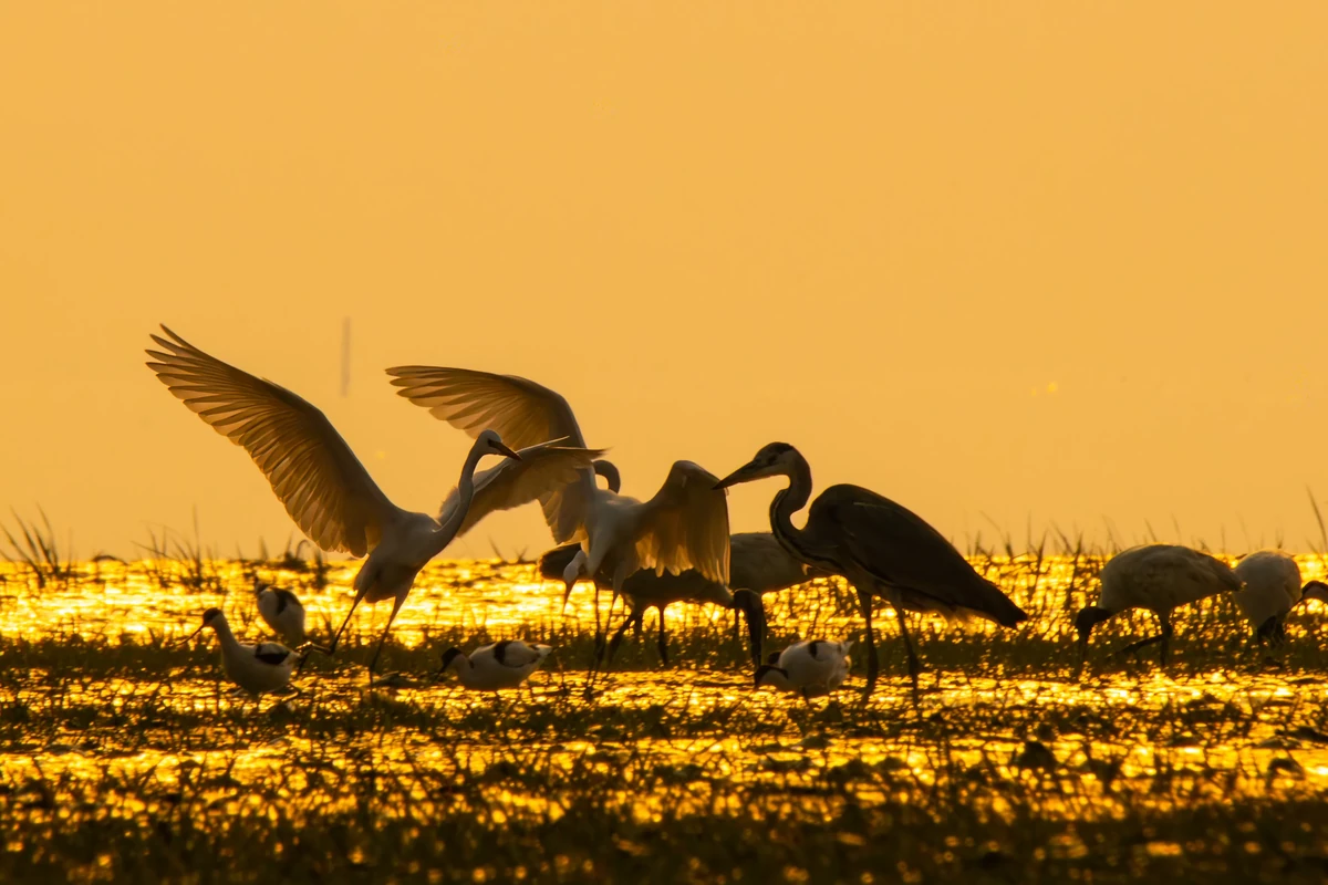 Great Egrets