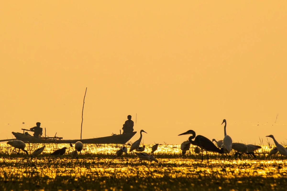 Great Egrets