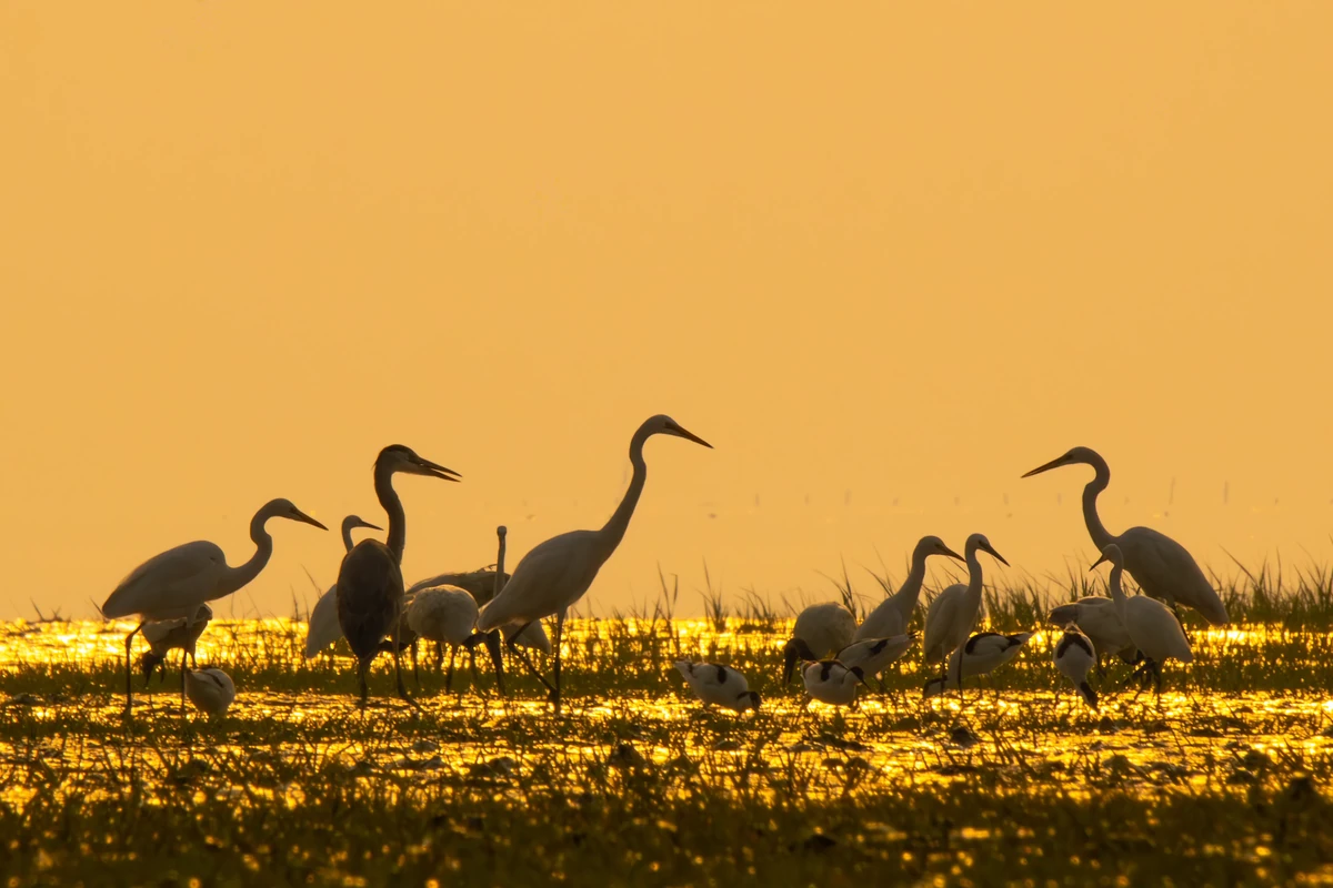 Grey Heron
