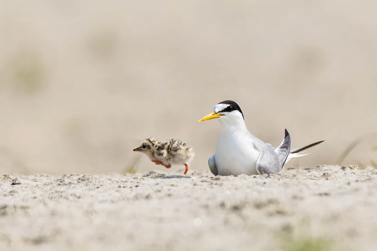 Little Tern