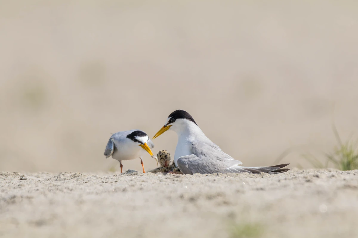 Little Tern