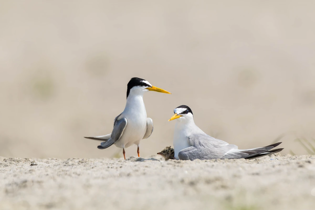 Little Tern