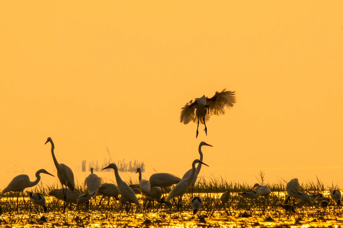 Great Egrets