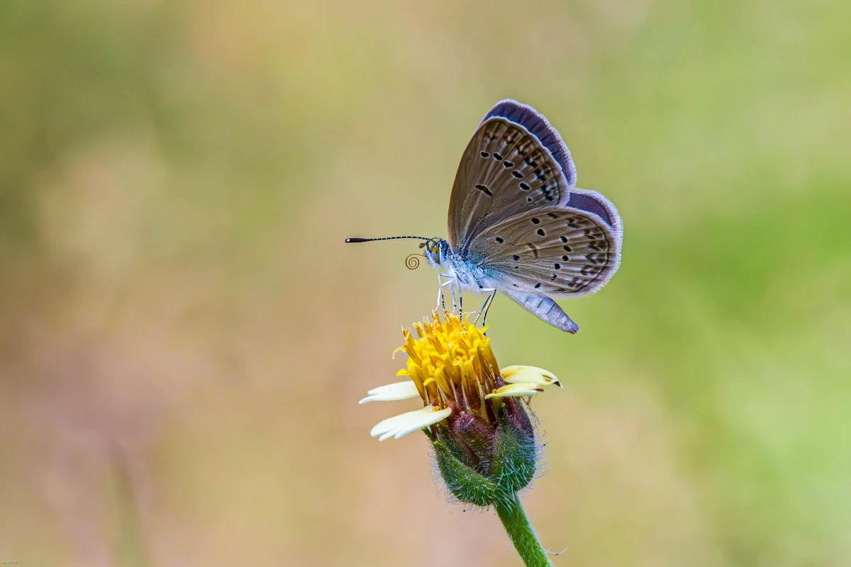 Butterfly1