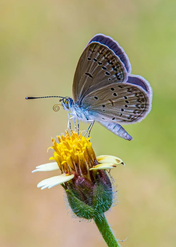 Dark Grass Blue butterfly