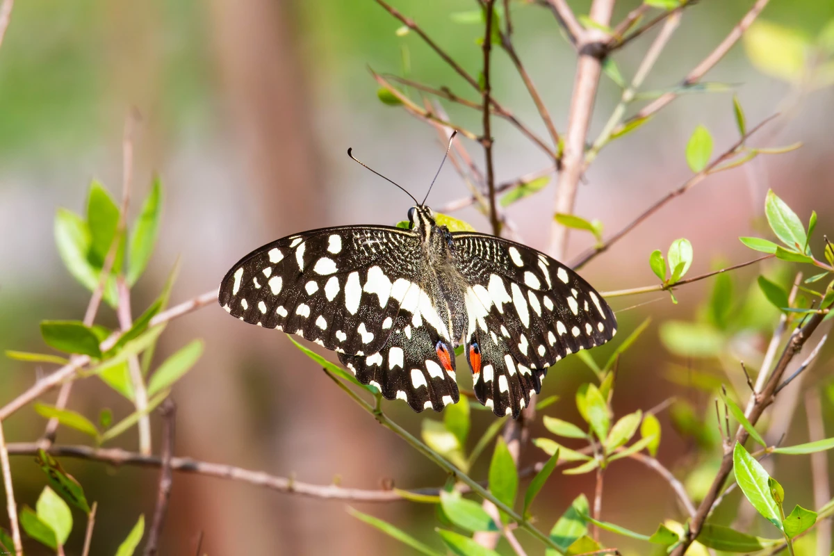 Lime Butterfly